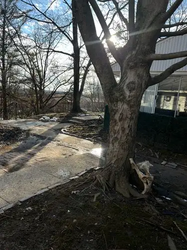 Winter sun breaks through, warming the path and textured bark.